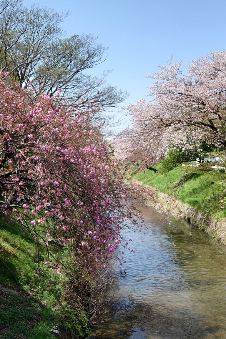 御用水跡街園風景(春夏秋冬) お堀や巾下水道へ水を 今は桜の名所 ひらめきシニアライフ 御用水跡街園風景(春夏秋冬) お堀や巾下水道へ水を 今は桜の名所 ひらめきシニアライフ