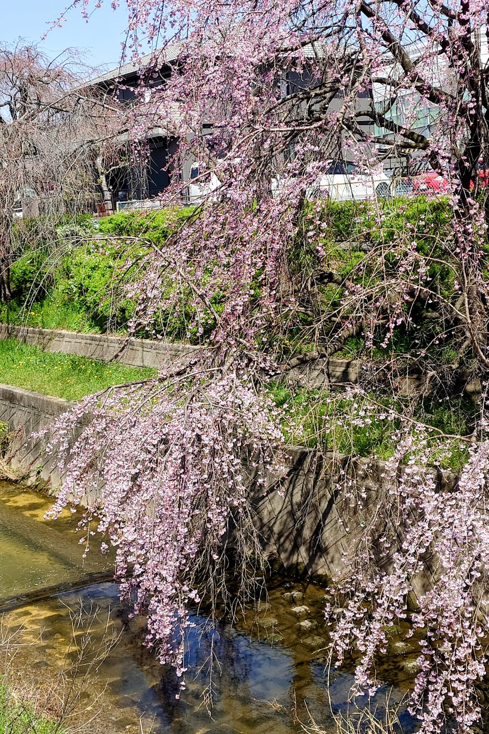 白沢渓谷桜の穴場