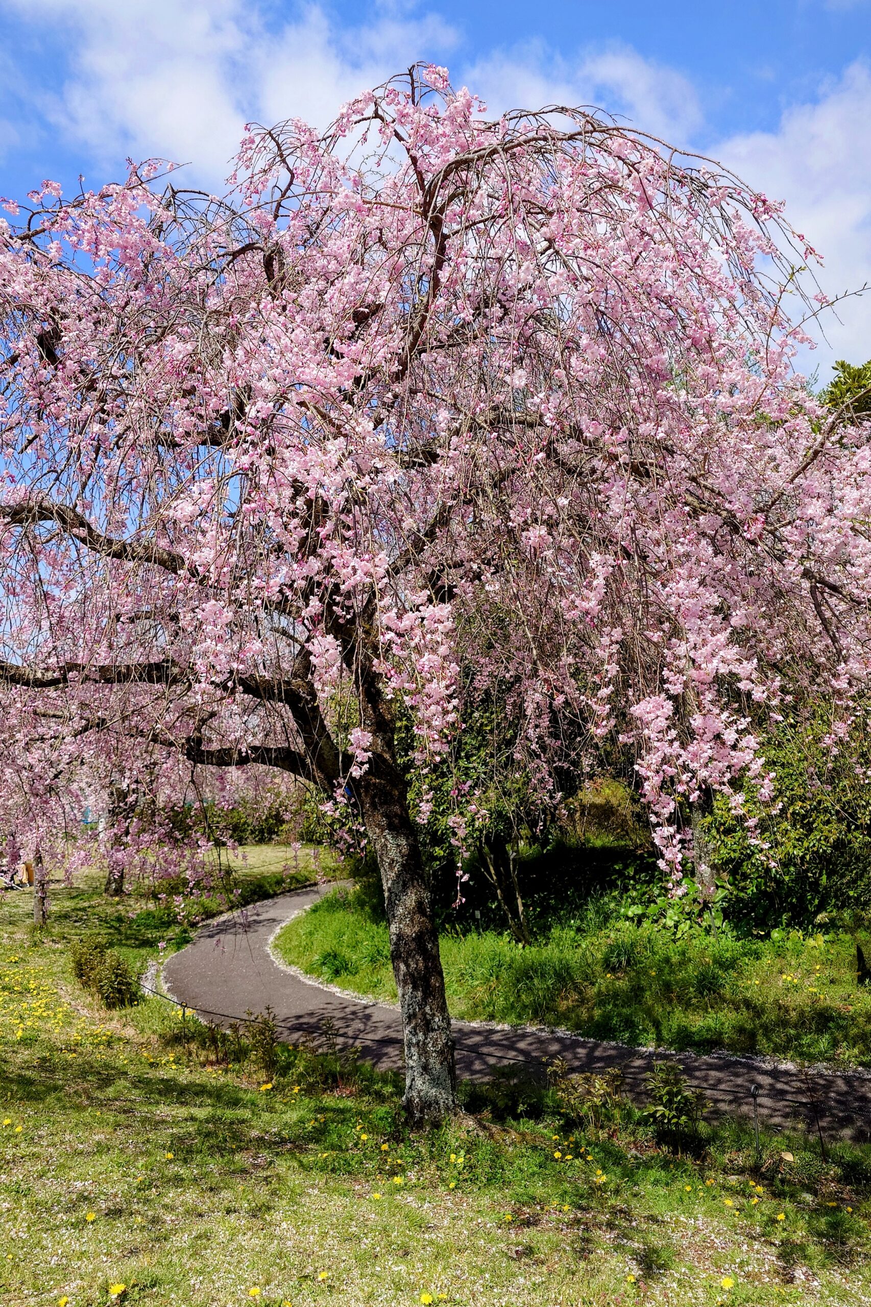 東谷山フルーツパーク桜